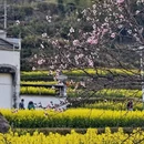 黄山旅游 缩略图 7