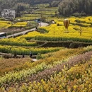 黄山旅游 缩略图 9