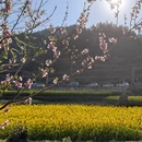 黄山旅游 缩略图 6