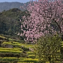 黄山旅游 缩略图 8