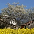 黄山旅游 缩略图 12