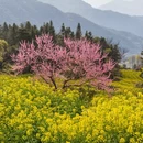 黄山旅游 缩略图 8