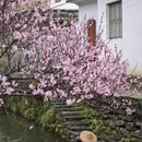 黄山旅游 缩略图 2