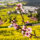 黄山旅游 缩略图 17