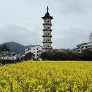黄山旅游 缩略图 9