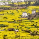 黄山旅游 缩略图 18