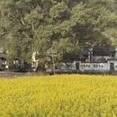 黄山旅游 缩略图 1