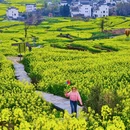 黄山旅游 缩略图 2