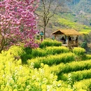 黄山旅游 缩略图 3