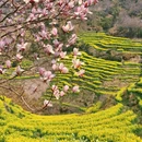 黄山旅游 缩略图 7