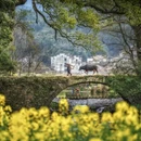 黄山旅游 缩略图 7