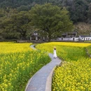 黄山旅游 缩略图 4