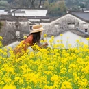 黄山旅游 缩略图 12