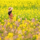 黄山旅游 缩略图 11
