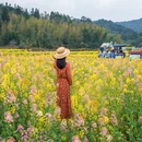 黄山旅游 缩略图 13