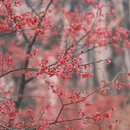 桂林旅游 缩略图 2