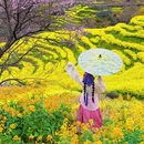 黄山旅游 缩略图 9