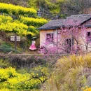黄山旅游 缩略图 14