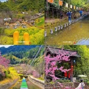 黄山旅游 缩略图 16