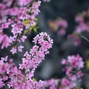 桂林旅游 缩略图 7