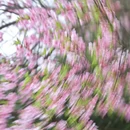 桂林旅游 缩略图 6