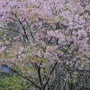 桂林旅游 缩略图 6