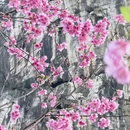 桂林旅游 缩略图 5