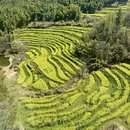 黄山旅游 缩略图 6