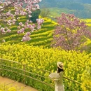 黄山旅游 缩略图 1