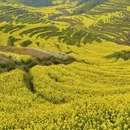 黄山旅游 缩略图 5