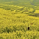 黄山旅游 缩略图 7