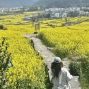 黄山旅游 缩略图 7