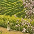 黄山旅游 缩略图 4