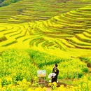 黄山旅游 缩略图 1