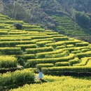 黄山旅游 缩略图 1