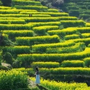 黄山旅游 缩略图 7