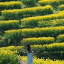 黄山旅游 缩略图 9