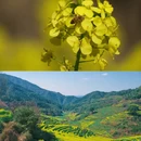 黄山旅游 缩略图 12