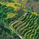 黄山旅游 缩略图 11