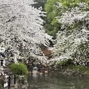上海旅游 缩略图 7