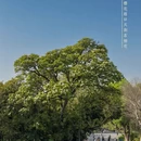 武汉旅游 缩略图 14