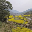 黄山旅游 缩略图 13