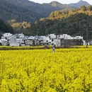 黄山旅游 缩略图 11