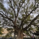 黄山旅游 缩略图 12