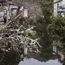 黄山旅游 缩略图 14