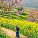 黄山旅游 缩略图 1
