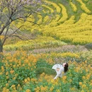 黄山旅游 缩略图 1