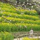 黄山旅游 缩略图 7