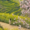 黄山旅游 缩略图 5