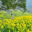 黄山旅游 缩略图 6